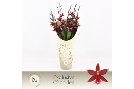 Burrageara barrocco red 5/6-spike Exclusiva Orchidea Potcover
