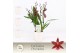 Burrageara barrocco red 5/6-spike in Lotte White Exclusiva Orchidea 