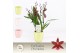 Burrageara barrocco red 5/6-spike in Lotte Exclusiva Orchidea 