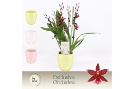 Burrageara barrocco red 5/6-spike in Lotte Exclusiva Orchidea
