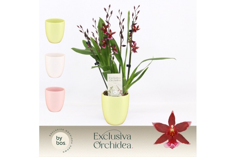 Burrageara barrocco red 5/6-spike in Lotte Exclusiva Orchidea 