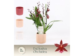 Burrageara barrocco red 5/6-spike in Horizon Ribble Exclusiva Orchidea