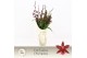 Burrageara barrocco red 7+ spike 65+ cm Exclusiva Orchidea 