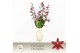 Burrageara barrocco red 5/6-spike 65+ cm Exclusiva Orchidea Potcover 