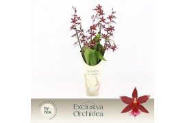 Burrageara barrocco red 5/6-spike 65+ cm Exclusiva Orchidea Potcover