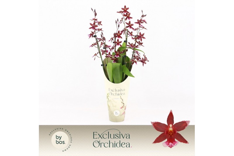 Burrageara barrocco red 5/6-spike 65+ cm Exclusiva Orchidea Potcover Burrageara barrocco red 5/6-spike 65+ cm Exclusiva Orchidea Potcover