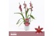 Burrageara barrocco red 3/4-spike Compact Orchid Collection 
