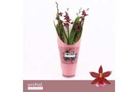 Burrageara barrocco red 3/4-spike Compact - Orchid Collection Potcover