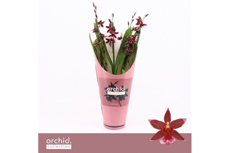 Burrageara barrocco red 3/4-spike Compact - Orchid Collection Potcover Burrageara barrocco red 3/4-spike Compact - Orchid Collection Potcover