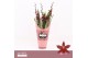 Burrageara barrocco red 3/4-spike 65+ cm - Orchid Collection Potcover 