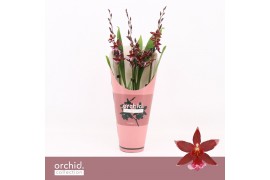 Burrageara barrocco red 3/4-spike 65+ cm - Orchid Collection Potcover