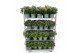 Hebe addenda gemengd in pot Hebe Addenda Donna® - Mixkar 