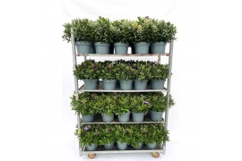 Hebe addenda gemengd in pot Hebe Addenda Donna® - Mixkar