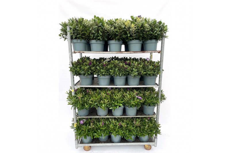 Hebe addenda gemengd in pot Hebe Addenda Donna® - Mixkar 