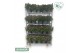 Hebe addenda gemengd in pot Hebe Addenda Donna® - Mixkar 