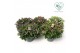 Hebe addenda gemengd in pot Hebe Addenda Donna® - Mixkar 