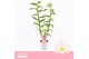 Dendrobium nob. spring dreamstarclass apollon 2-spike Orchid Collectio 