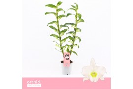 Dendrobium nob. spring dreamstarclass apollon 2-spike Orchid Collectio