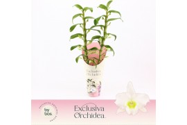 Dendrobium nob. spring dreamstarclass apollon 2-spike Exclusiva Orchid