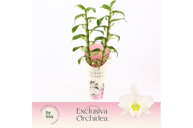 Dendrobium nob. spring dreamstarclass apollon 2-spike Exclusiva Orchid Dendrobium nob. spring dreamstarclass apollon 2-spike Exclusiva Orchid