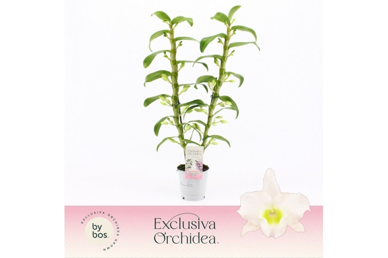 Dendrobium nob. spring dreamstarclass apollon 2-spike Exclusiva Orchid Dendrobium nob. spring dreamstarclass apollon 2-spike Exclusiva Orchid