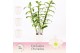 Dendrobium nob. spring dreamstarclass apollon 3-spike in Lotte White E 