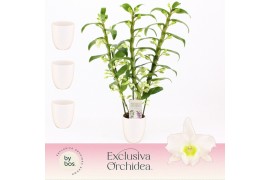 Dendrobium nob. spring dreamstarclass apollon 3-spike in Lotte White E