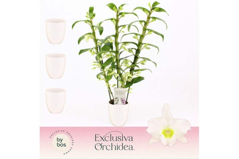 Dendrobium nob. spring dreamstarclass apollon 3-spike in Lotte White E Dendrobium nob. spring dreamstarclass apollon 3-spike in Lotte White E