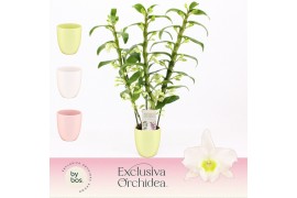 Dendrobium nob. spring dreamstarclass apollon 3-spike in Lotte Exclusi