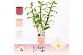Dendrobium nob. spring dreamstarclass apollon 3-spike in Horizon Ribbl