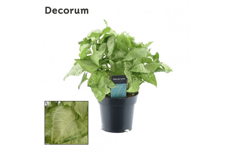 Syngonium white butterfly decorum feel green 