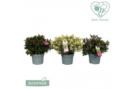Hebe addenda mix mixlaag groen en bont