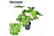 Philodendron shangri la feel green 