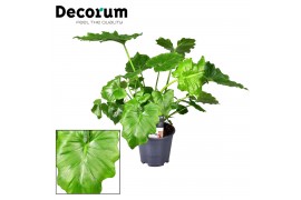 Philodendron shangri la feel green