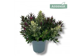 Hebe addenda mix Duo Groen-bont