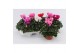 Cyclamen pers. midi super serie allure Cyclaam Midi Mix 22 cm diameter 