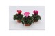 Cyclamen pers. midi super serie allure Cyclaam Midi Mix 22 cm diameter 