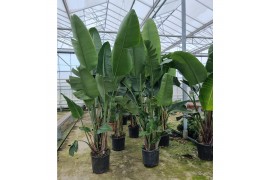 Strelitzia nicolai augusta