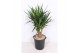 Yucca elephantipes Vertakt 