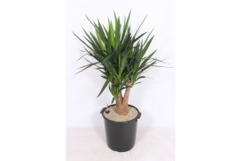 Yucca elephantipes Vertakt
