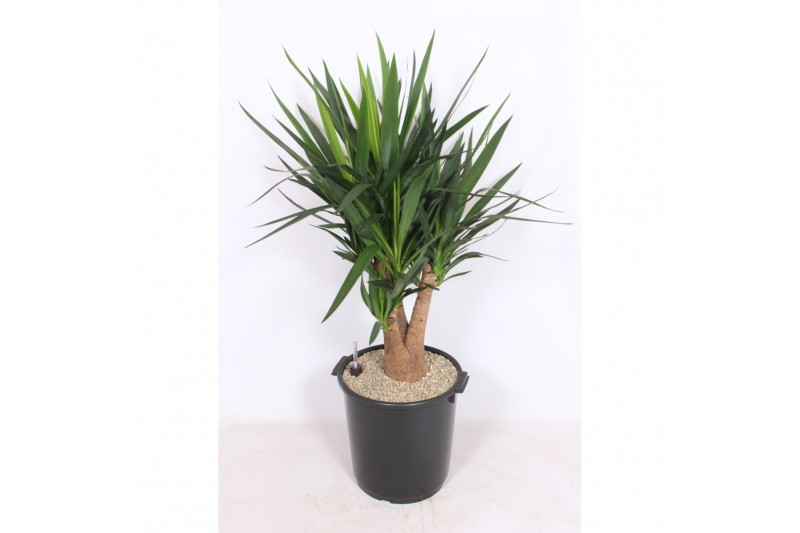 Yucca elephantipes Vertakt 