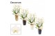 Phalaenopsis wit Phalaenopsis twirl wit in Carly (Neo Architect-collec 