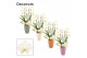 Phalaenopsis wit Phalaenopsis twirl wit in Carly (Craft world-collecti 