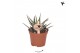 Haworthia fasciata big band Kolibri Greens Succulenten Haworthia Big B 