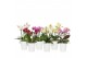 Phalaenopsis multiflora mix 3-5 tak in zoe keramiek,3 tak/plnt,30 bl., 