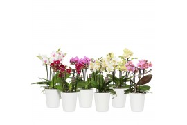 Phalaenopsis multiflora mix 3-5 tak in zoe keramiek,3 tak/plnt,30 bl.,