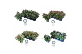 Hebe mix Queen Hebe Mixlaag P12