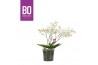 Phalaenopsis multiflora wit Willd 3+ tak BO 60 bl. 3 tak/plnt