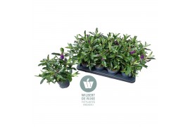 Hebe akiri light purple kiwi Queen Hebe Akiri P12 (Paars)