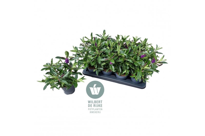 Hebe akiri light purple kiwi Queen Hebe Akiri P12 (Paars) 